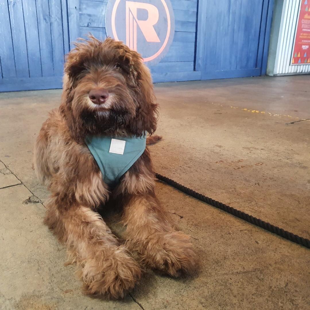 Don't forget that your four paws friends are always welcome at our Tap House. 
Make sure to bring them on a lead and we'll provide them with treats! 🤫🐶 
Book a table TODAY. Link in bio ⬆️
#RocksBrewingCo #RealGoodTimes #AskForIndieBeer